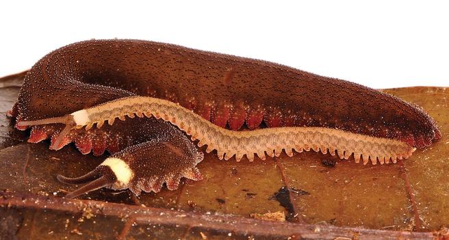 Adult female Tiputini velvet worm with her offspring