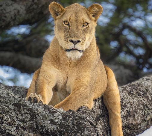 A lioness in a tree, reclining but still alert, looking directly at the camera. From Tanzania Africa.