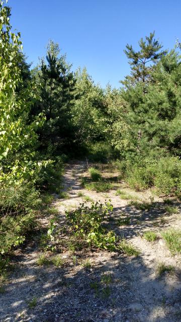 An overgrown road in the woods, surrounded by trees.