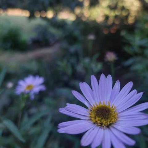 Deux fleurs d'asters mauve au cœur jaune