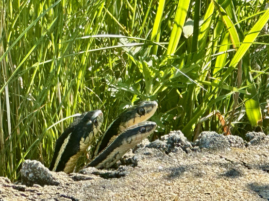 Three snakes sunbathing