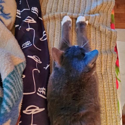 My gray tuxedo cat, sitting beside my leg in bed, with front paws straight out in front of him. Looking down from above view.
