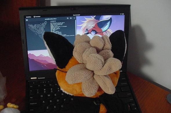 Xenia the Linux Fox plush working on her X230 Thinkpad laptop, which is running Xenia Linux, a Linux distribution. The background of the desktop environment on the laptop has a wallpaper of Xenia the Linux Fox, as drawn by Chimmie Firefly (@Gameplayer). A terminal is open with Neofetch showing the Xenia Linux fox icon, and information about the laptop.

Her Tux Linux plushie can be seen next to the laptop, on the table.

The back of Xenia's head is the primary visible aspect; her bushy hair is most visible.