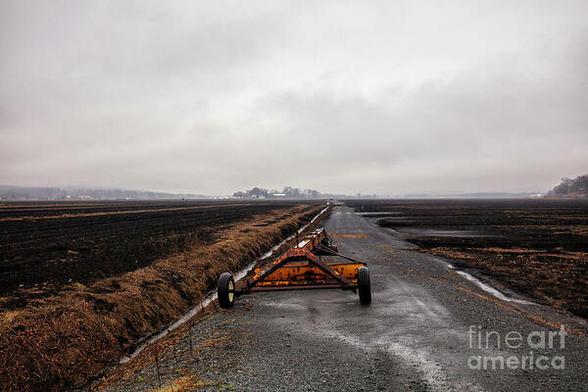 Color photograph taken in Pine Island, NY of the fields called black dirt region