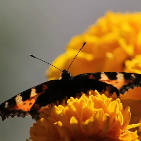 Nettle butterfly on an orange flower looking kind of ominous.