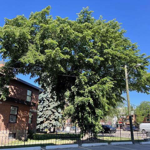 Overhanging elm tree with azure sky