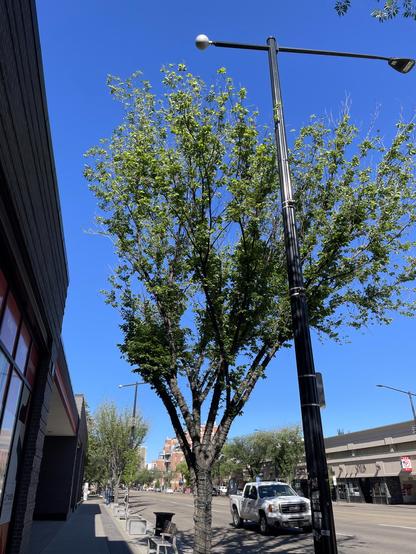 Scrawny elm tree covered in fairy lights, growing around a stylish streetlamp