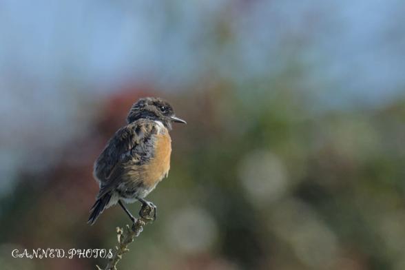 A Stonechat bird is perched on a thin branch. The background is blurred with shades of green and hints of red.