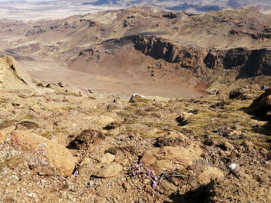 Sommet d'une montagne avec quelques silènes acaule au premier plan. Tout en bas, une vallée désertique encaissée entre deux chaînes de montagnes.