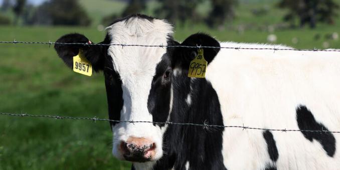 Dairy cow looking through barbed wire fence