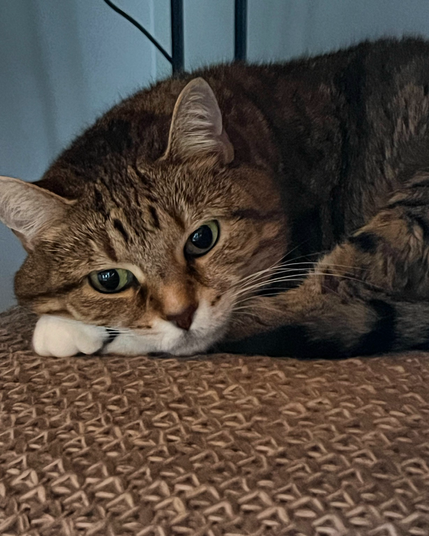 Cat with white paws curled up.