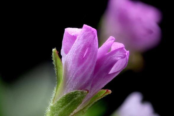 From the Weed Patch.....
4x Macro Fringed Willowherb

Taken using the Amscope 4X Microscope Objective