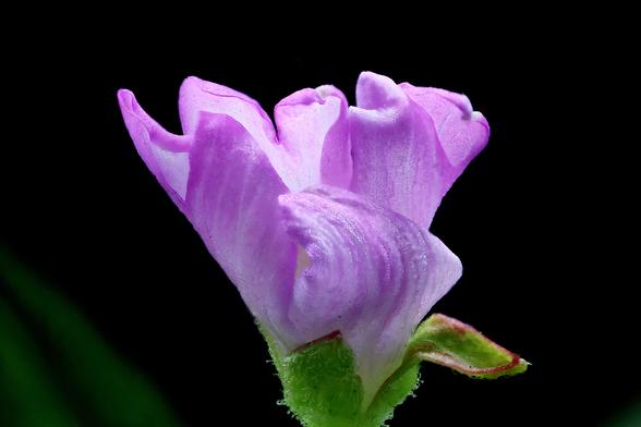 From the Weed Patch.....
4x Macro Fringed Willowherb

Taken using the Amscope 4X Microscope Objective
