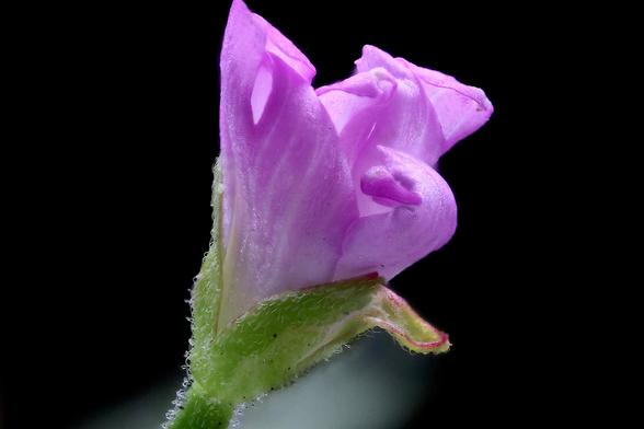 From the Weed Patch.....
4x Macro Fringed Willowherb

Taken using the Amscope 4X Microscope Objective