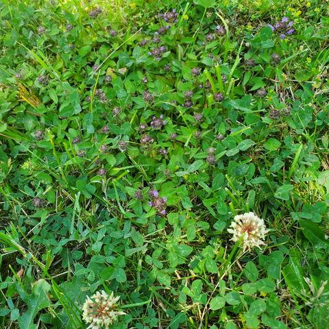Patch of purple heal all plants in bloom, amongst white clover plants/flowers