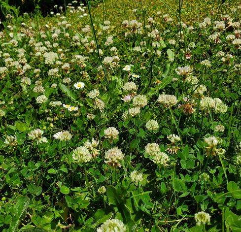 White clovers patch, in bloom - with a few daisies mixed in.
