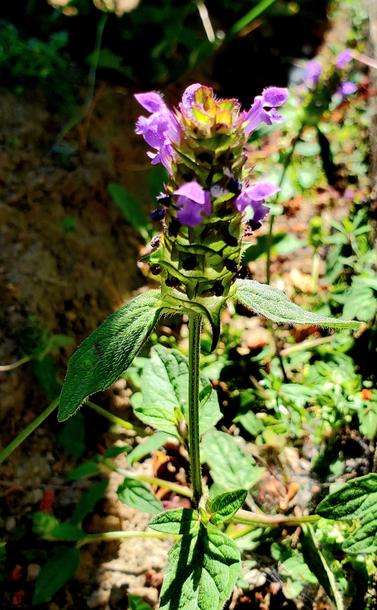Purple heal all tiered flowers, plant is growing out of a crevice.