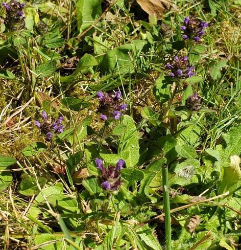 Patch of all heal plant in bloom. Small purple, tiered flowers.