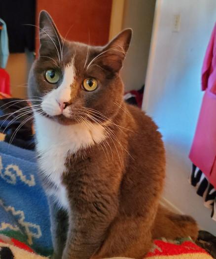 My gray tuxedo cat, sitting politely on the bed & gazing at me.