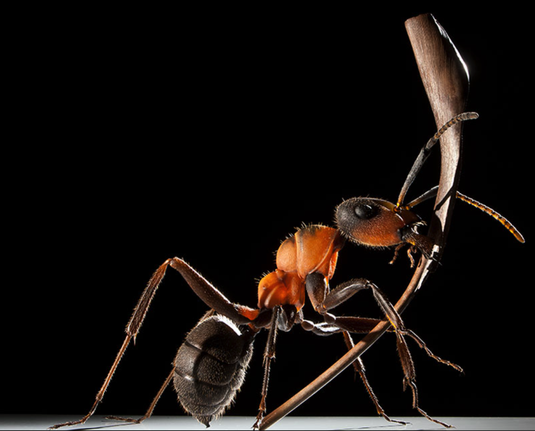 A wood ant in profile. She is holding a pine needle that she would use to make her heap like nest. 

The ant has big black eyes, a black gaster and orange brown thorax. 

The model has every detail, down to the facets of the compound eyes and the tiny sensitive hairs.