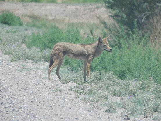 A coyote standing at the edge of a dirt road, facing right. Its tongue is just visible sticking out of the front of its mouth.