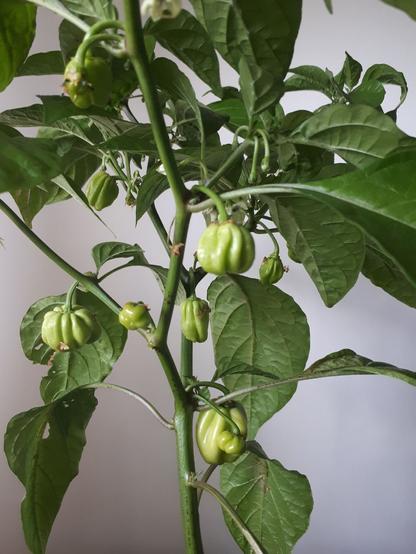 "Portrait" of a habanero plant. It is a plant about 45cm high with green leaves and a few chilli fruits. The fruit at the bottom is the largest and a very small one is growing next to it.