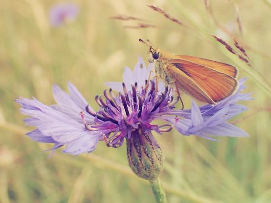 Close-up of an orange butterfly sitting on a purple flower. Very warm colors due to the film simulation.