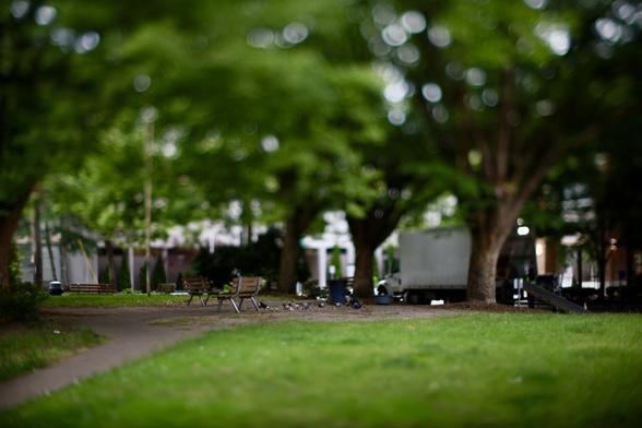 Some pigeons in a park
