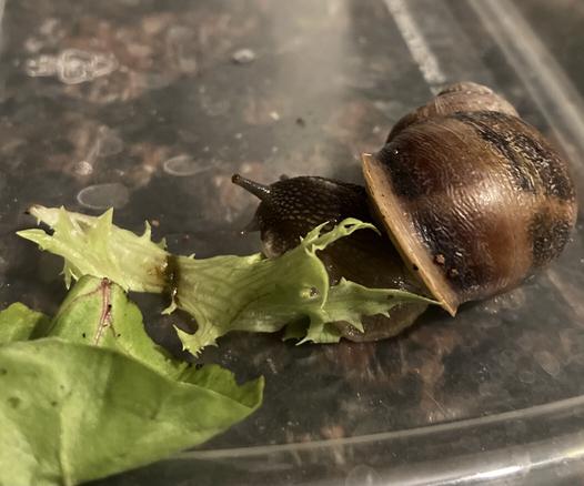 A photo of a large brown garden snail sitting in a shallow plastic lid. He is happily munching on some spring greens, pulling them closer to his mouth.