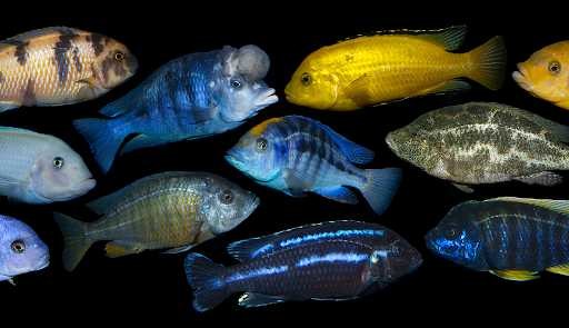 Photos of various fish species