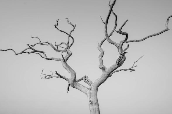 dead tree