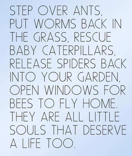 Poster reads:
STEP OVER ANTS
PUT WORMS BACK IN
THE GRASS, RESCUE
BABY CATERPILLARS
RELEASE SPIDERS BACK
INTO YOUR GARDEN
OPEN WINDOWS FOR
BEES TO FLY HOME
THEY ARE ALL LITTLE
SOULS THAT DESERVE
A LIFE TOO.