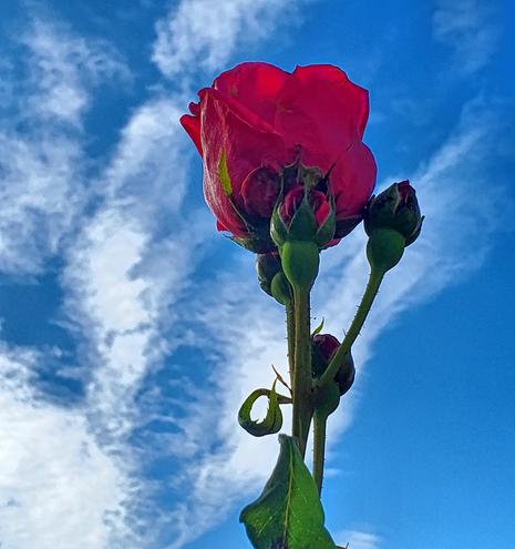 Single rose with 4 rosebuds waiting to bloom.
Background is blue skies with white clouds.