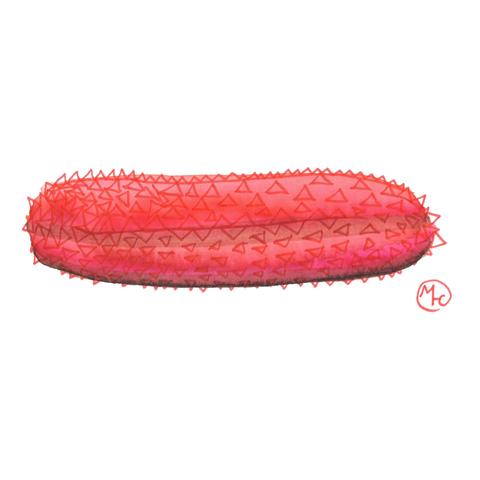 Illustration of a sea cucumber outlined with red fineliner triangles and painted with red and brown watercolour markers.