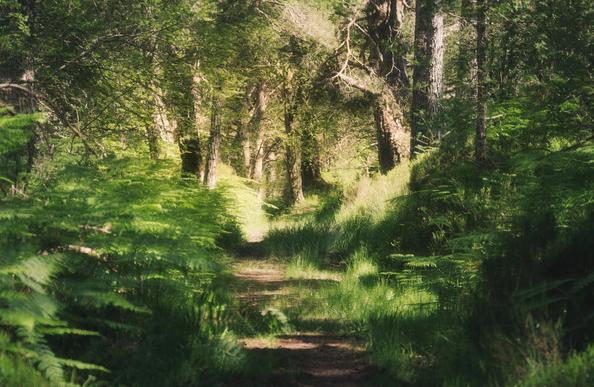 Sunlight, trees in the Black Woods of Rannoch, a Caledonian Forest reserve in Breadalbane, the Highlands of Perthshire