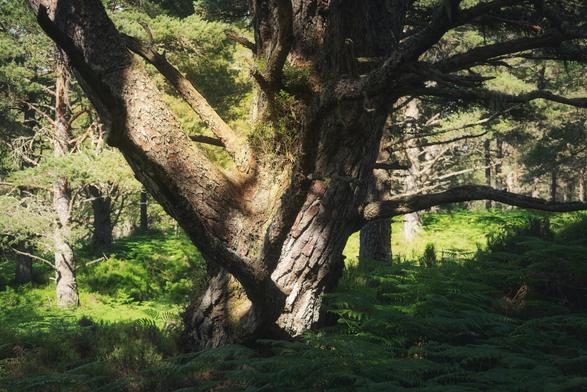 Sunlight, trees in the Black Woods of Rannoch, a Caledonian Forest reserve in Breadalbane, the Highlands of Perthshire