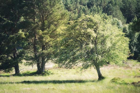 Sunlight, trees in the Black Woods of Rannoch, a Caledonian Forest reserve in Breadalbane, the Highlands of Perthshire