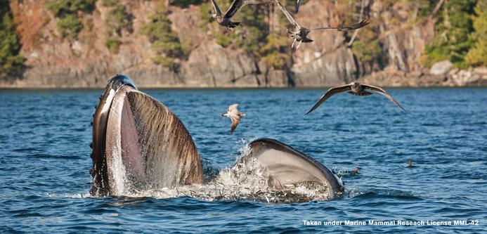 photo - humpback whale feeding off Vancouver Island, Canada
