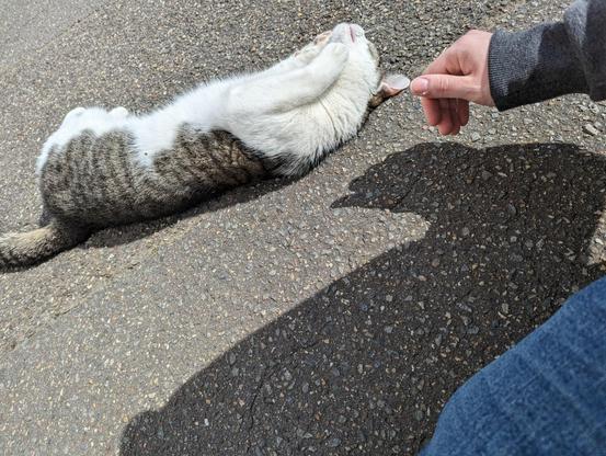 Eine weiß-getigerte Katze liegt auf dem Rücken auf einer gepflasterten Straße und streckt ihre Pfoten über den Kopf. Eine Hand einer Person nähert sich der Katze, um sie zu streicheln.

A white tabby cat lies on its back on a paved road and stretches its paws over its head. A person's hand approaches the cat to pet it.