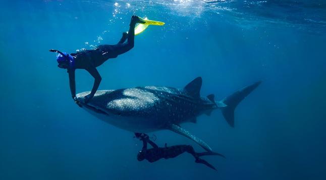 underwater photo of 2 divers touching a large whale shark