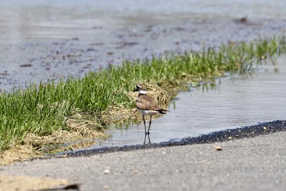 Killdeer wading in shallow water on the road. The legs shadow adding another joint making the bird seem even taller