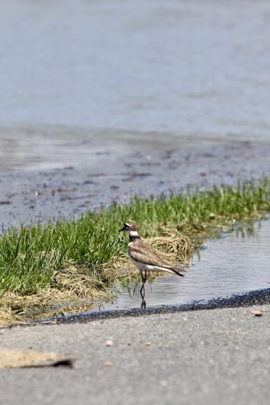 Wading killdeer with crossed legs making a twisting pattern with legs and leg reflections
