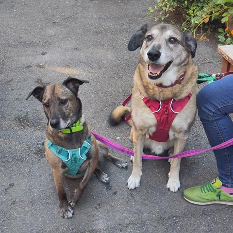 Two dogs at outside a polling station, Kira (small, brown, on the left) looks worries.
Ozzy (larger, sandy coloured, on the right) looks happy.