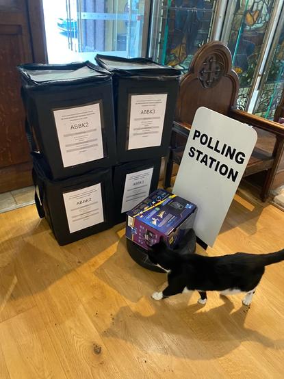 Black and white cat examining polling station paraphernalia