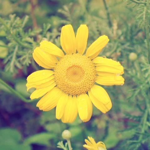 Close up of the yellow flower of the golden chamomile. Quite a vintage look due to the film simulation that was used.