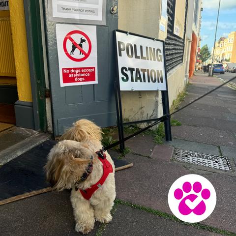 a small white dog outside a polling station
