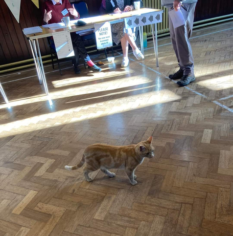 The picture is in a village hall polling station with a wooden parquet floor. In the foreground is a large ginger tabby cat walking to the right of the image. Behind the cat is a table with polling notices and papers and the legs of the polling officers are visible under the table. To the right side of the table is a person wearing grey trousers and walking boots holding a ballot paper in their left hands. All people in the picture are only visible from the waist down!