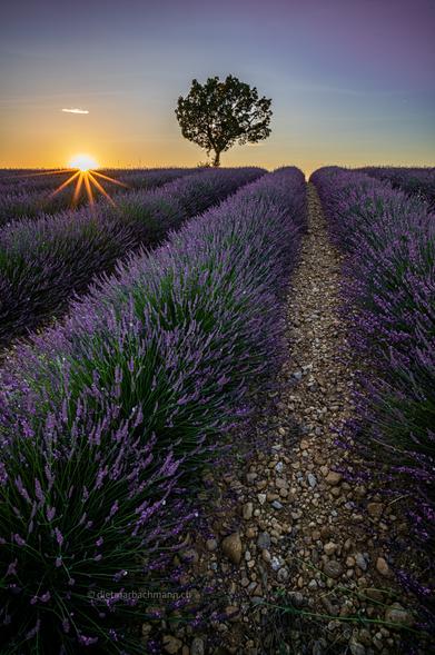 Lavendelfeld bei Sonnenuntergang. Am Horizont ein einzelner Baum.