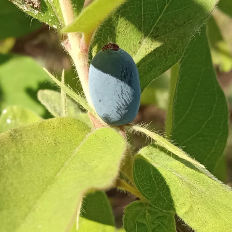 Green fussy leaves around a single long blue berry. The berry resembles a long blueberry but is a Haskap berry.