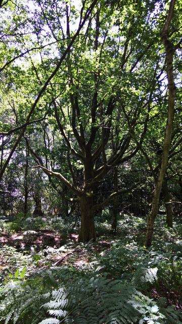 A sun beams down and lights up a forest clearing casting a cool, dappled shade...